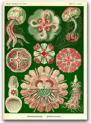 Plakat na ścianę Meduza Ernst Haeckel A1 59,4x84,1