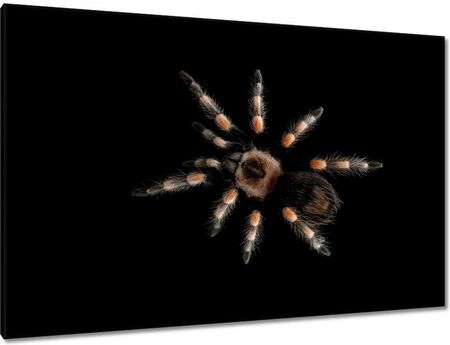 Zesmakiem Obrazy 120x80 Wielka Tarantula pająk (H9868M_PC1B_120X80CMZS)