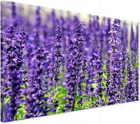 Printedwall Obraz na płótnie lawenda kwiat kwiaty Nowoczesny na ścianę 70x50 