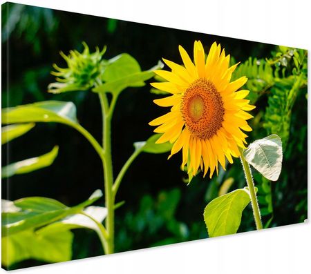 Printedwall Obraz na płótnie słonecznik kwiat Nowoczesny na ścianę 70x50 