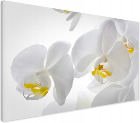 Printedwall Obraz na płótnie orchidea kwiat Nowoczesny na ścianę 70x50 