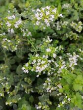 Zdjęcie Oregano greckie sadzonka zioła przyprawa - Gołańcz