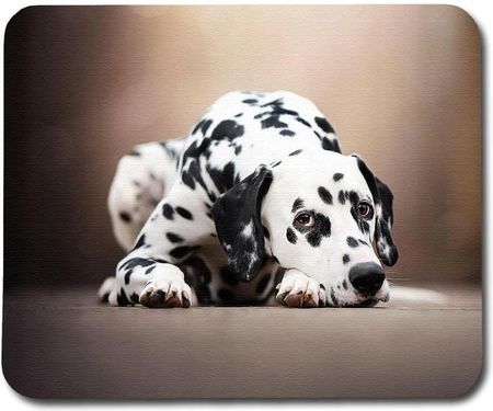 Giftoyo Dog Dalmatian 22cm x 18cm 