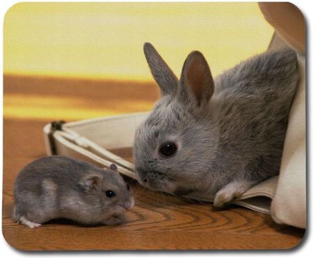 Giftoyo Rabbit & Hamster 22cm x 18cm 