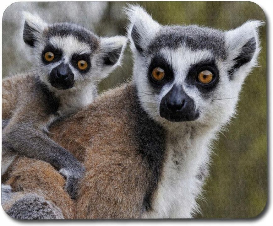 Giftoyo Lemur Mum & Baby 22cm x 18cm - Opinie i ceny na Ceneo.pl