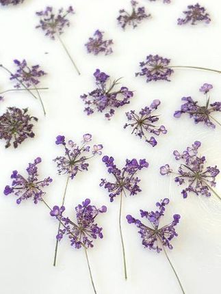 Kwiaty Suszone Queen Anne'S Lace Śr. 0 5 1 5cm Violet 10szt.