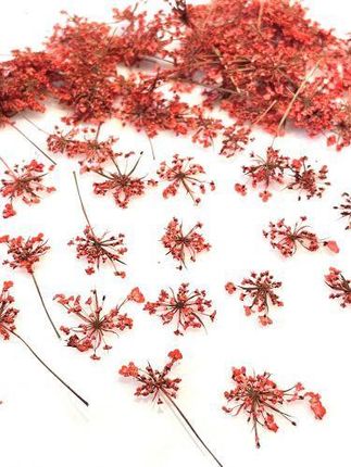 Kwiaty Suszone Queen Anne'S Lace Śr. 0 5 1 5cm Red 10szt.
