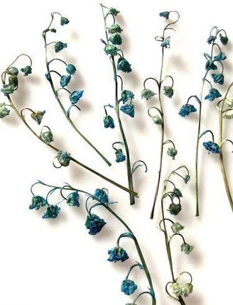 Kwiaty Suszone Konwalia Barwiona 3D Ok 5 9Cm Niebieski 4Szt. 1 Op