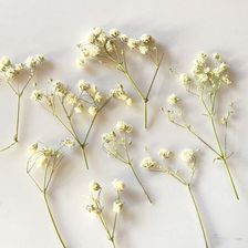Gipsówka Suszona Biały Gałązka 3 7Cm 5 Gałązek 1 Op