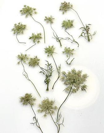 Kwiaty Suszone Queen Anne'S Lace Śr. 1 5 2 5Cm White/Ecru/Green 4Szt.