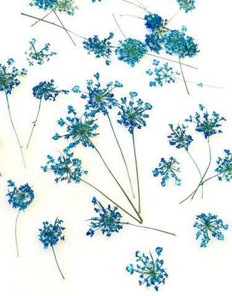 Kwiaty Suszone Queen Anne'S Lace Śr. 0 5 1 5Cm Blue 10Szt.