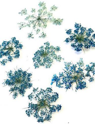 Kwiaty Suszone Queen Anne'S Lace Śr. 2 5 5Cm Blue 4Szt.