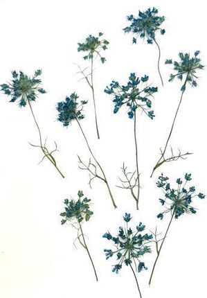 Kwiaty Suszone Queen Anne'S Lace Śr. 1 5 3Cm Blue 4Szt.