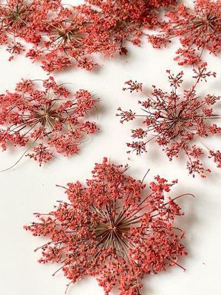 Kwiaty Suszone Queen Anne'S Lace Śr. 2 5 5Cm Red 4Szt.