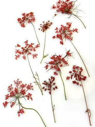 Kwiaty Suszone Queen Anne'S Lace Śr. 1 5 3Cm Red 4Szt.