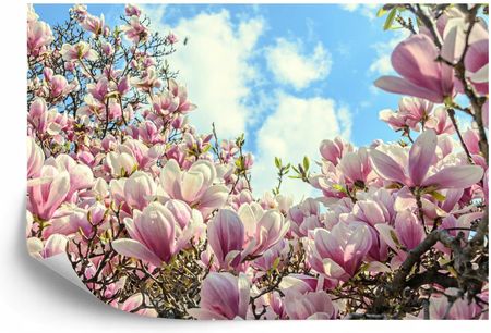 Doboxa Fototapeta Flizelina Kolorowa Kwitnąca Magnolia 90X60