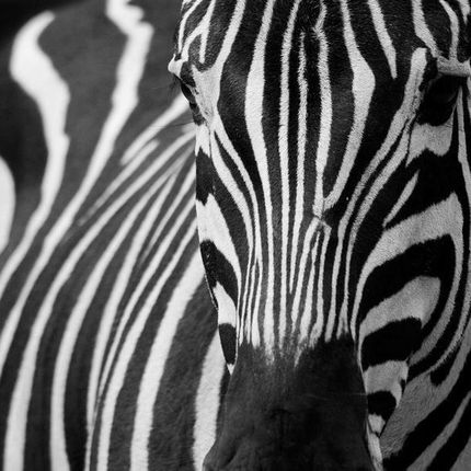 Artpro Fototapeta 3D Na Ścianę  300X231  Zebra Afrykańska