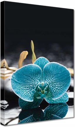 Zesmakiem Obrazy 20x30 Turkusowy storczyk Kwiat (H1821M_PC1S_20X30CM)