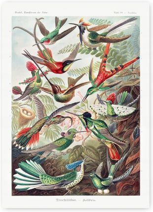 Kmbpress Kolibry ptaki kolorowe Plakat 40x50cm #243