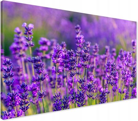 Printedwall Obraz na płótnie lawenda kwiaty Nowoczesny na ścianę 100x70 (DOSALONUSYPIALNIKUCHNI)