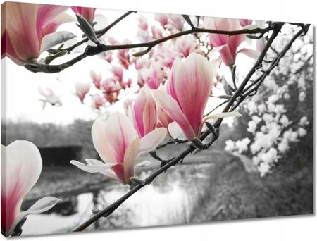 Zesmakiem Obrazy 60x40 Magnolia Kwiatki Kwiaty (H4933M_PC1E_60X40CM)