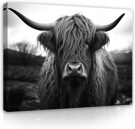 Wallarena Obraz Na Płótnie Ścianę Krowa Szkocka Do Sypialni Salonu Nowoczesny 100x70 (OBRAZNAŚCIANĘDOSYPIALNIPP15085O1)