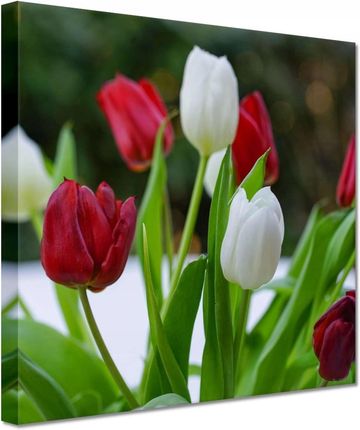 Zesmakiem Obrazy 60x60 Tulipany Kwiaty Kwiatki (H7680M_PC1BB_60X60CM)