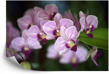 Doboxa Fototapeta Flizelina Zmywalna Piękne Orchidee 90x60 A1