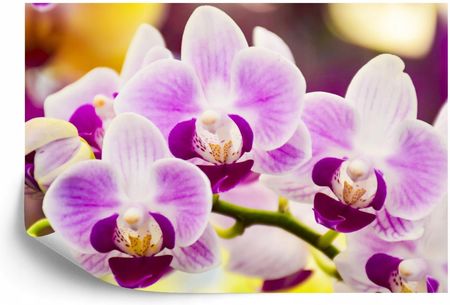 Doboxa Fototapeta Flizelina Zmywalna Tropikalna Orchidea 360x240