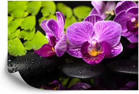 Doboxa Fototapeta Samoprzylepna Orchidea Spa 270x180 A0