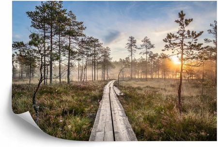 Fototapeta Flizelina Drewniana Ścieżka W Lesie 416x254