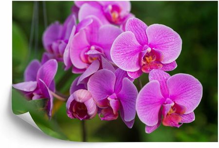 Doboxa Fototapeta Vinyl Gładki Kwiaty Orchidei 3D 135X90