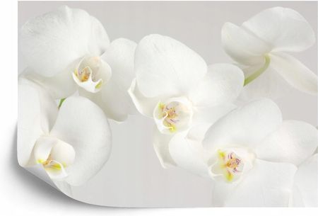 Doboxa Fototapeta Samoprzylepna Piękny Biały Storczyk 270X180