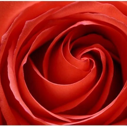 Artpro Fototapeta 3D 300X231 +Klej Róża Z Bliska Płatki
