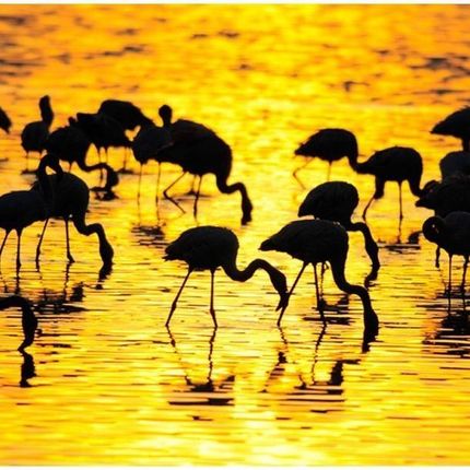 Artpro Fototapeta 3D 200X154 +Klej Flamingi Na Jeziorze