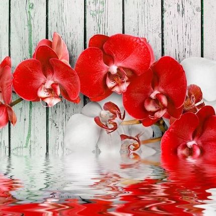 Artpro Fototapeta 3D 300X210 +Klej Czerwona Orchidea Drewno