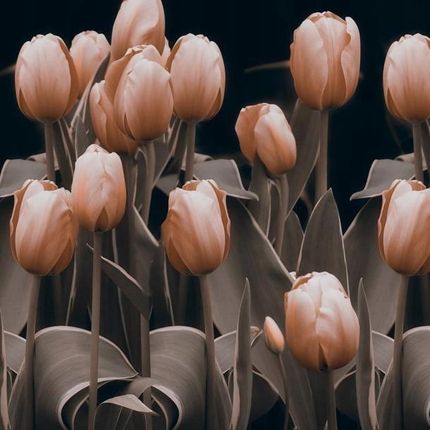 Artpro Fototapeta 3D 250X193 +Klej Tulipany Sepia Kwiaty