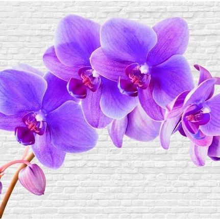 Artpro Fototapeta 3D 200X140 +Klej Fioletowy Kwiat Orchidea