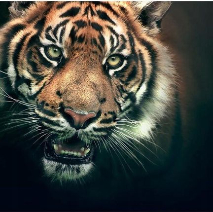 Artpro Fototapeta 3D 400X309 +Klej Tygrys Bengalski Czarna