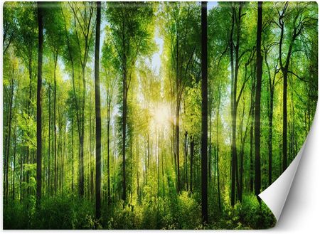Caro Fototapeta Promienie słońca w zielonym lesie 100x70