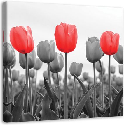 Feeby Obraz Na Płótnie Czerwone Tulipany Na Łące 30X30