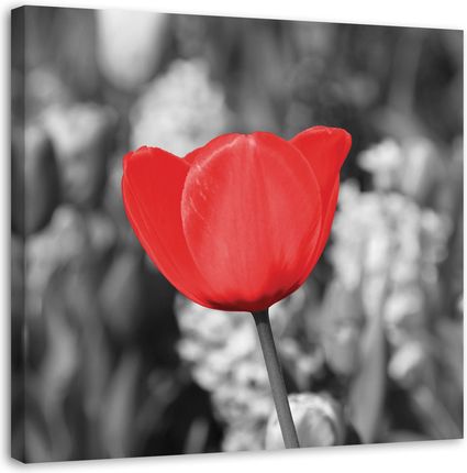 Feeby Obraz Na Płótnie Czerwony Tulipan Na Łące 60X60