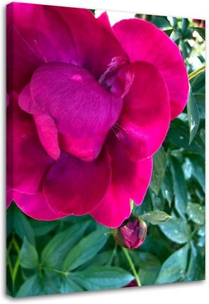 Feeby Obraz Na Płótnie Duży Różowy Kwiat Piwonii 60X90