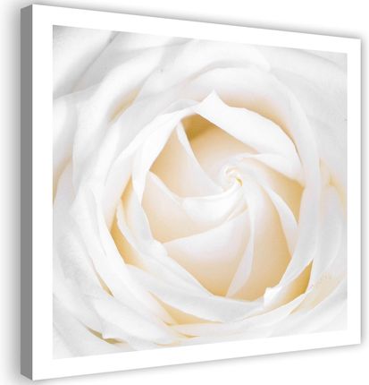 Feeby Obraz Na Płótnie Biała Róża Kwiat 30X30