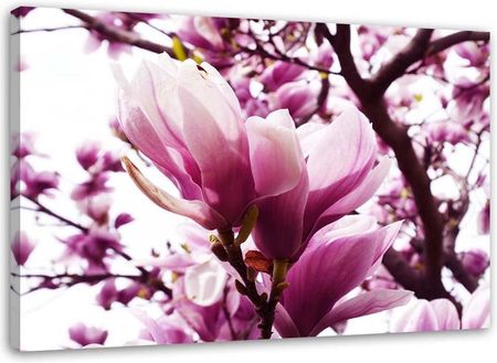 Feeby Obraz Na Płótnie Kwitnąca Magnolia 120X80