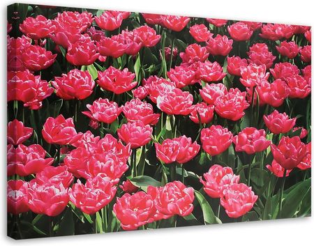 Feeby Obraz Na Płótnie Różowe Tulipany W Ogrodzie 100X70
