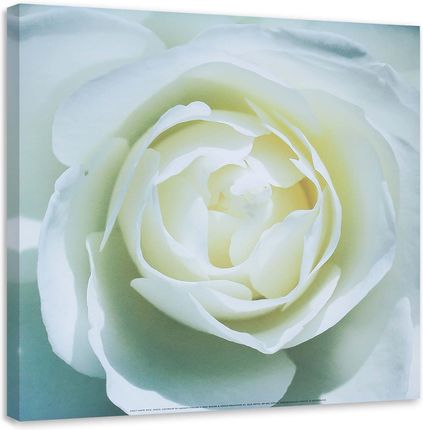 Feeby Obraz Na Płótnie Środek Białej Róży 30X30