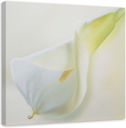 Feeby Obraz Na Płótnie Biały Kwiat Z Żółtym Słupkiem 40X40