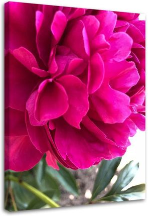 Feeby Obraz Na Płótnie Różowa Piwonia Kwiat Natura 40X60