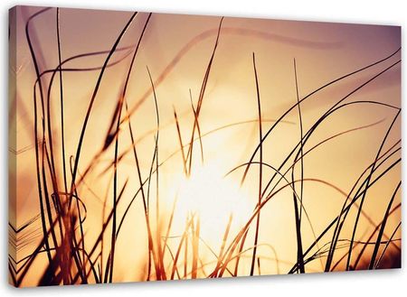 Feeby Obraz Na Płótnie Trawa W Promieniach Słońca 100X70